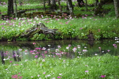 秘密の花園