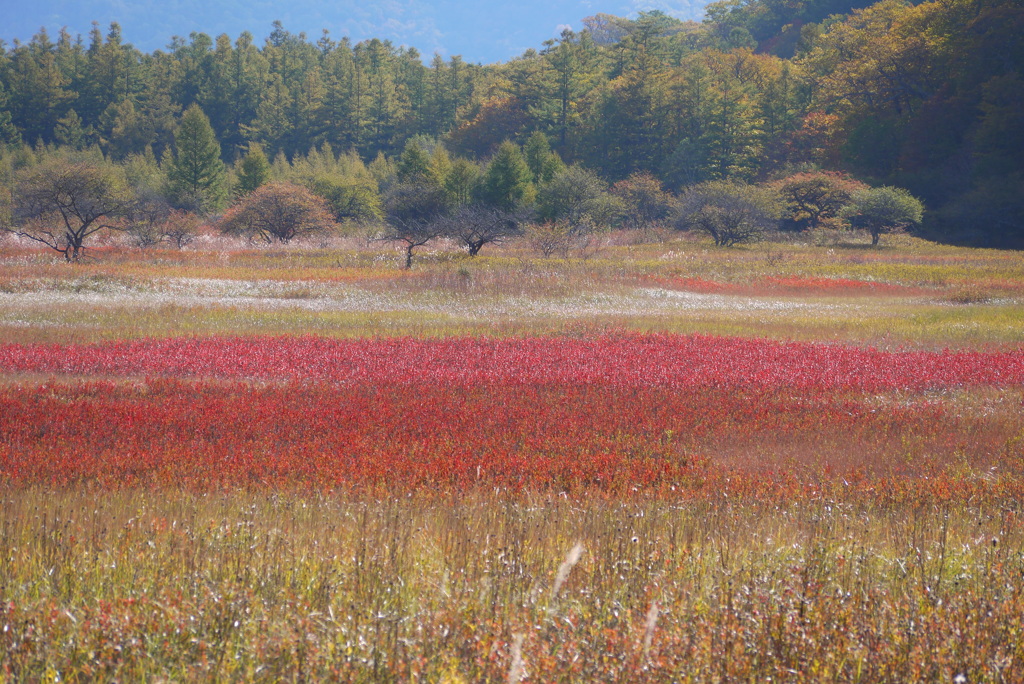 草紅葉の絨毯