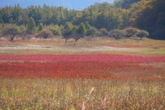 草紅葉の絨毯