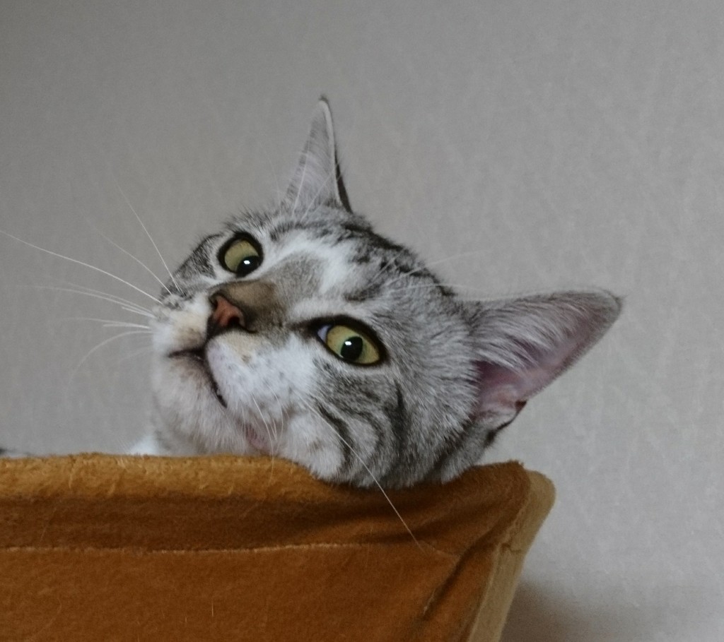 ムクですけど、なにか！