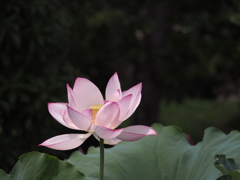 花びらみだれ、心乱れ