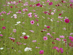 秋桜     ゆるやかに
