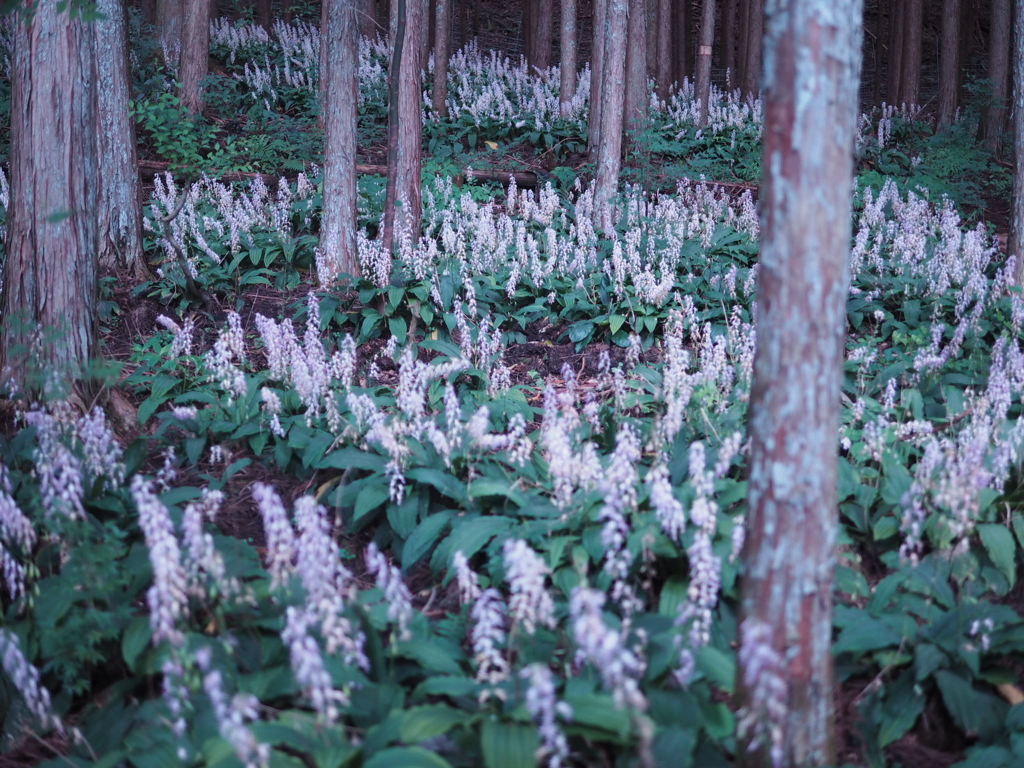 こんなにも花園