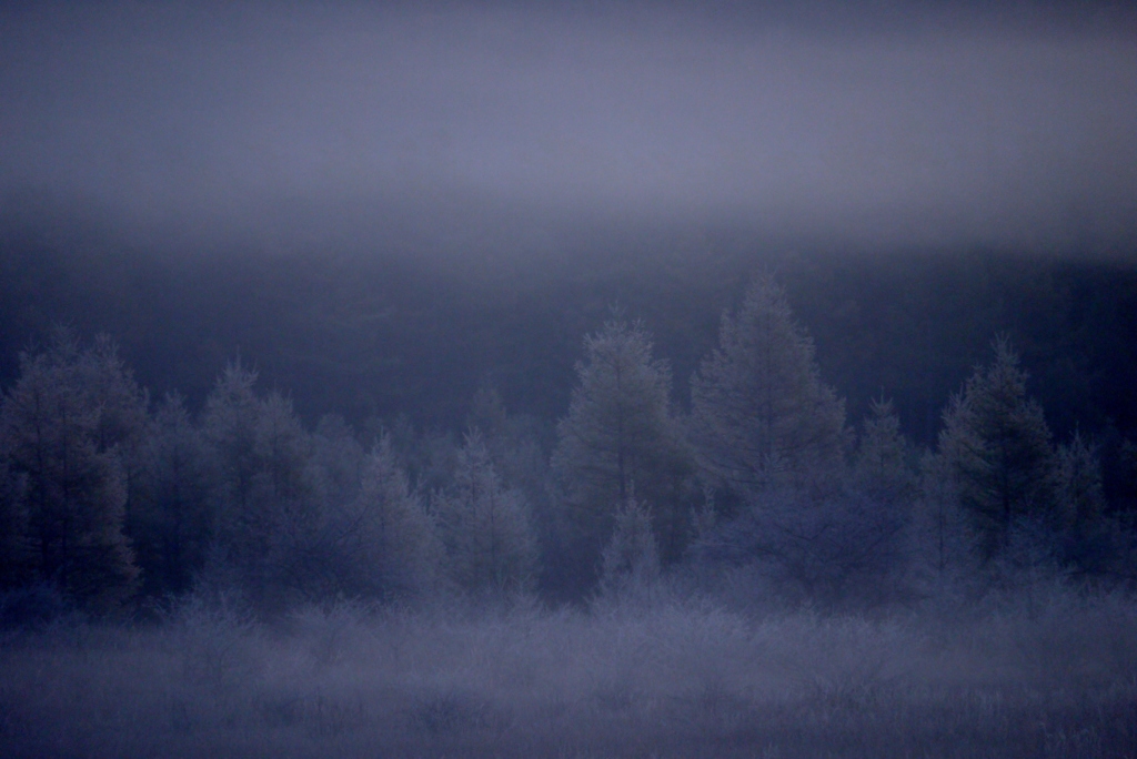 森の朝靄