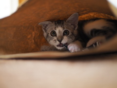 首輪は嫌いにゃ