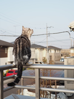 ベランダ猫
