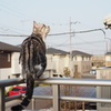 ベランダ猫