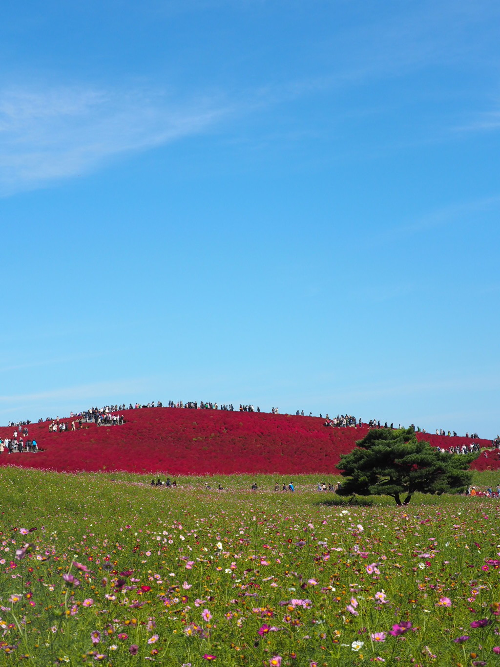 秋晴れのコキア
