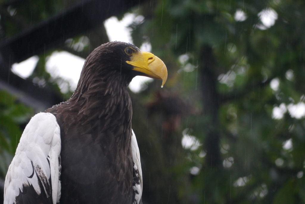 大空を飛びたい