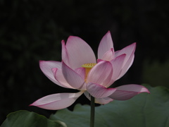 一夜の夢の如し
