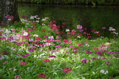 夢の花園