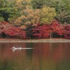 羽ばたく