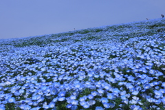 花の雪景色