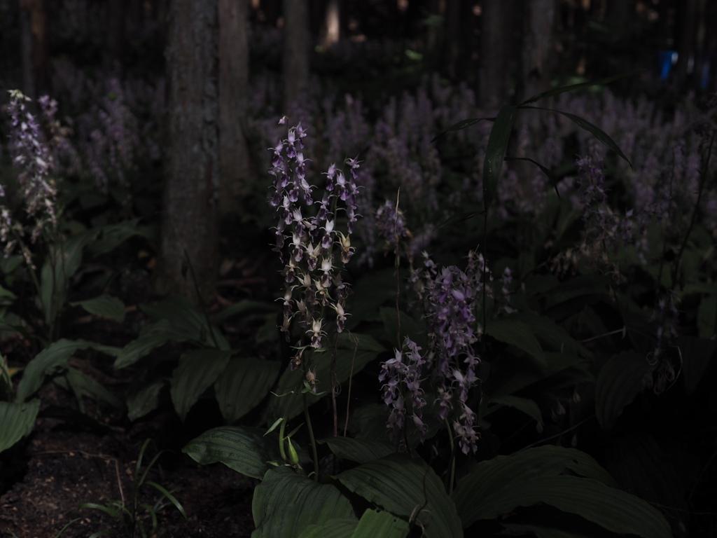 秘密の花園