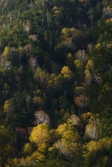 峠の秋