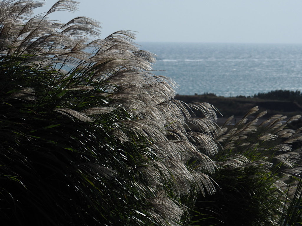 海風になびくすすき