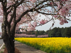菜の花の海原に、思川桜