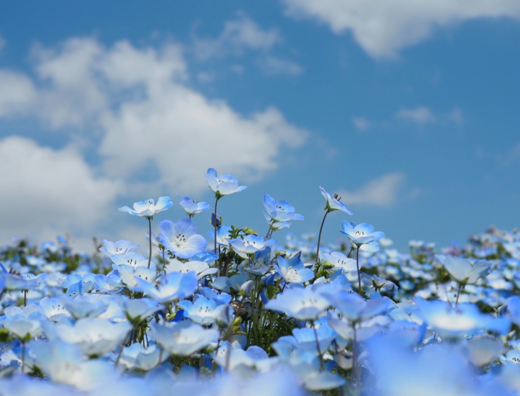 空の花
