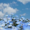 空の花