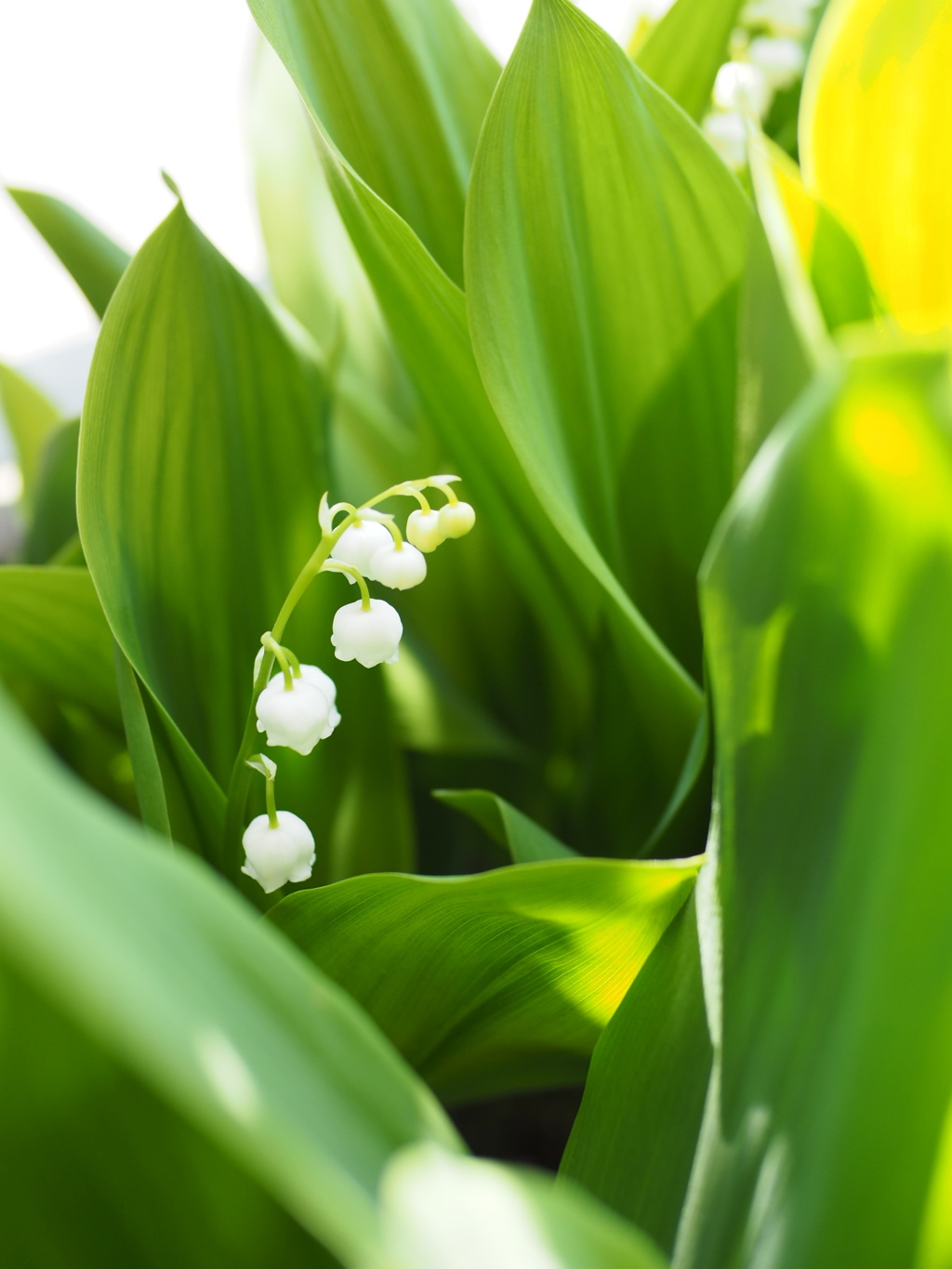 ウェディングベル