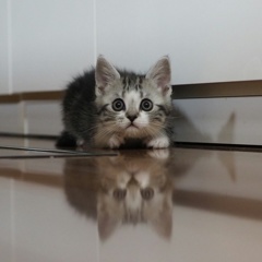 ほふく前進