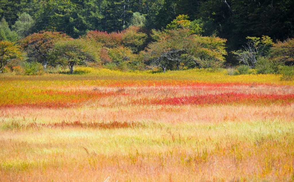 セーターを編みましょう
