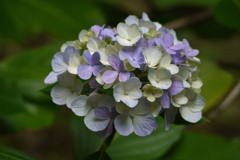 すみれの花束