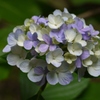 すみれの花束