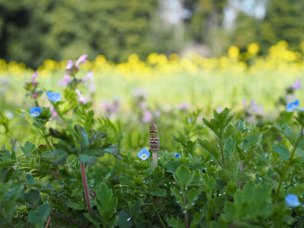 つくし君、いいんだよ。