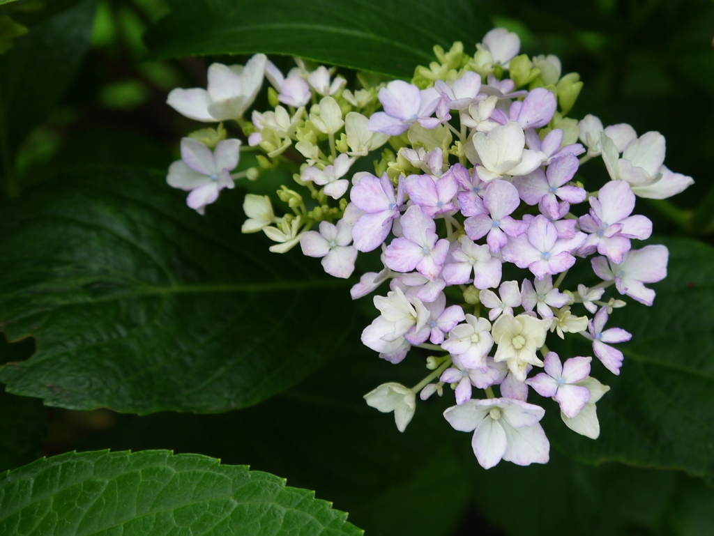 六月の花嫁