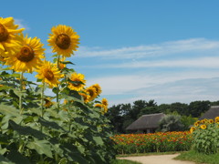 あー夏休み！