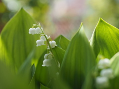 花嫁