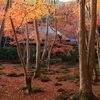祇王寺