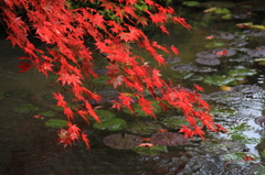 常照皇寺