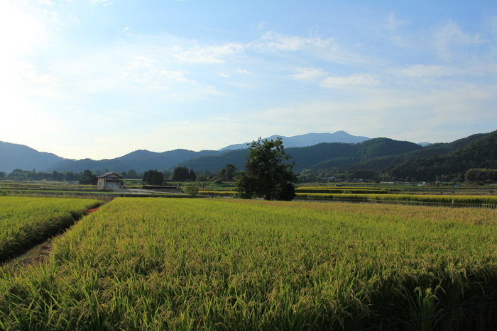 嵯峨野