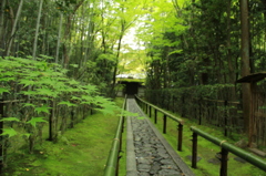 高桐院