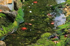常照皇寺