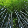 祇王寺