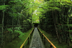高桐院