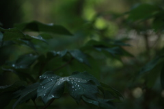 雨上がり
