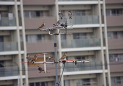 つぐみんマンション