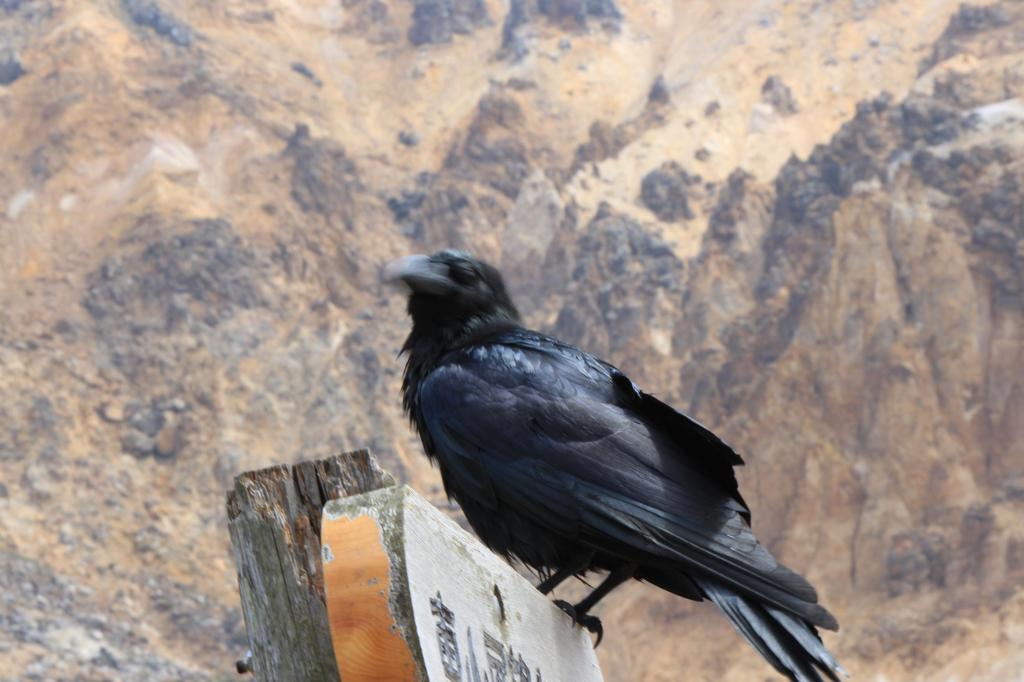 荒地の黒鳥