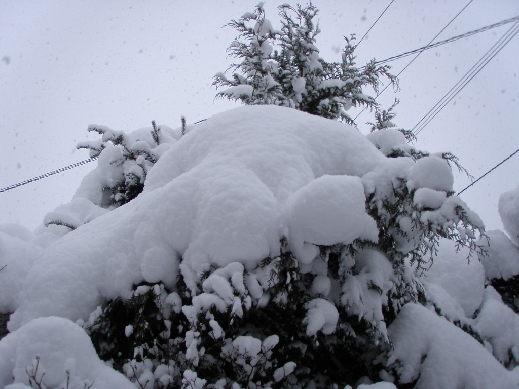 雪化粧