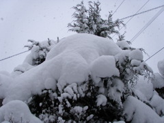 雪化粧