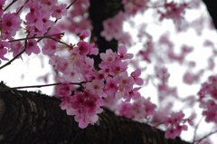 飛鳥山５ 見初め紅桜