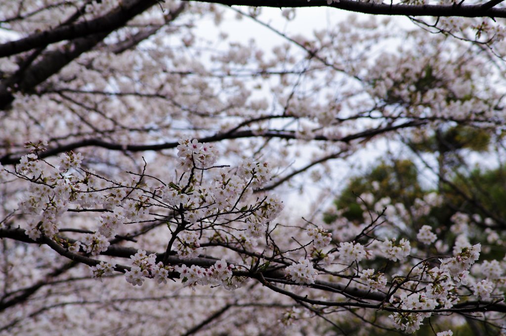 飛鳥山７ 桜森に迷う
