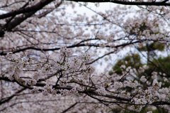 飛鳥山７ 桜森に迷う