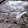 飛鳥山７ 桜森に迷う
