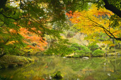 成田山紅葉３