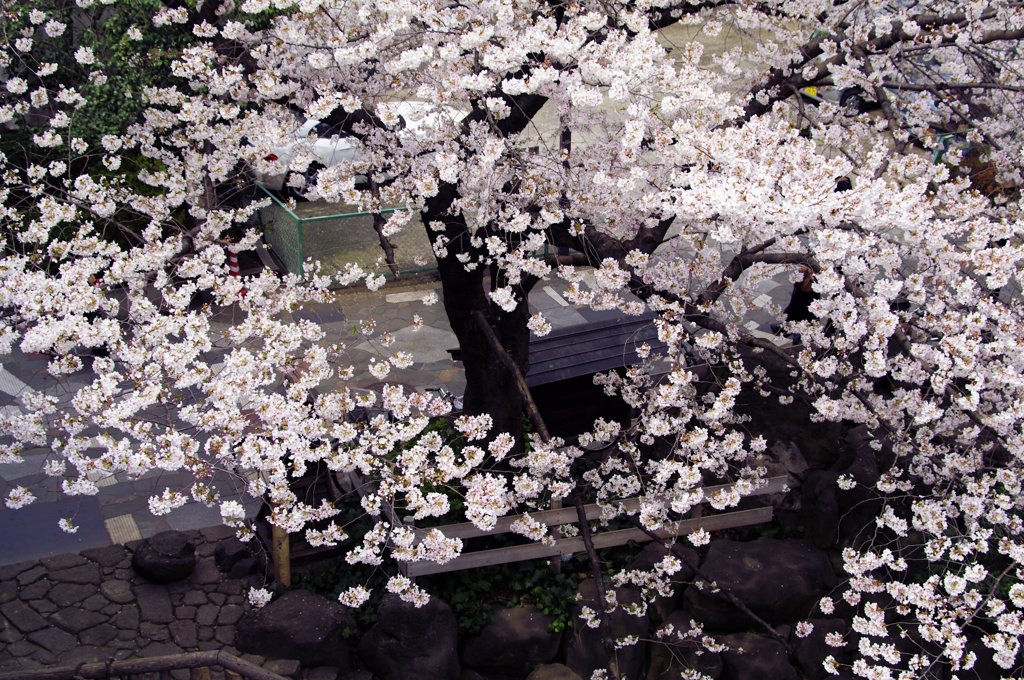飛鳥山１４ 桜舞う